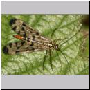 Panorpa sp - Skorpionsfliege w02.jpg